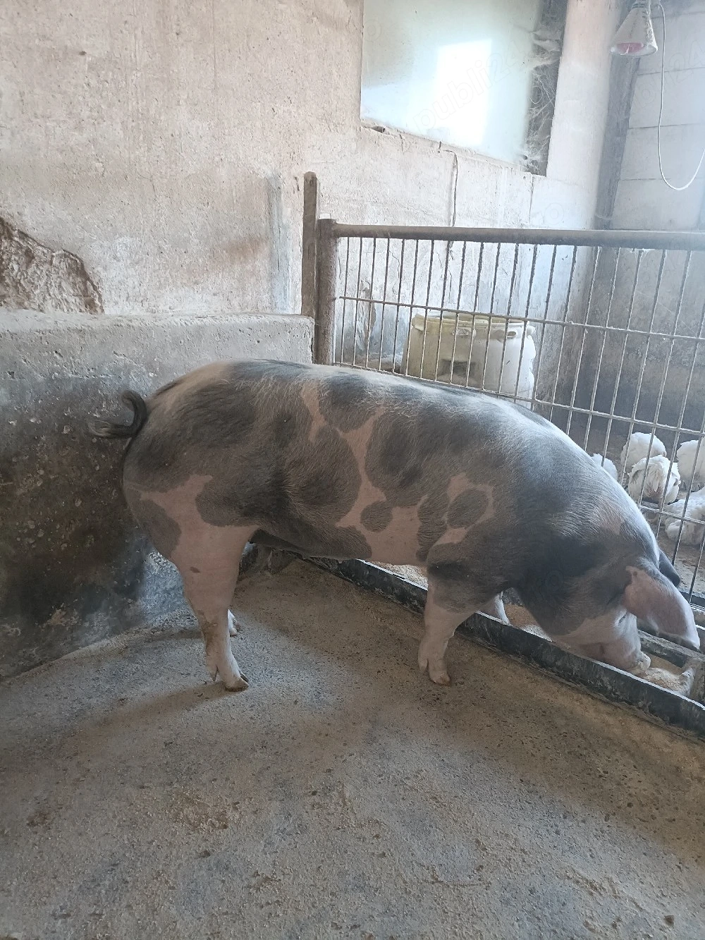 Scroafa de carne 
