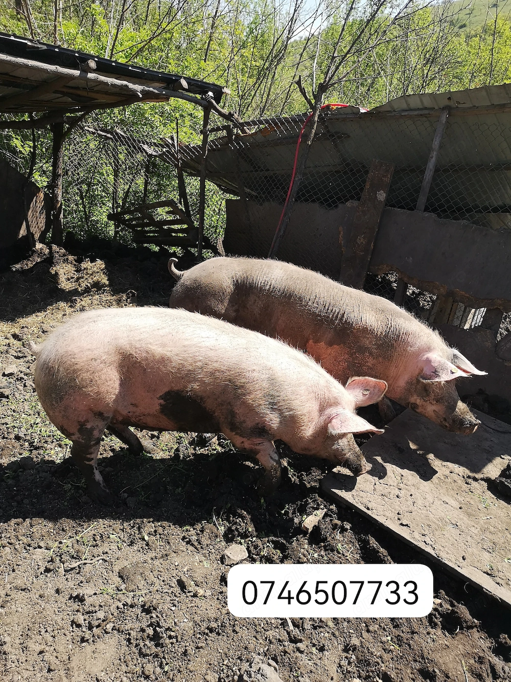 Vand scroafa landrace