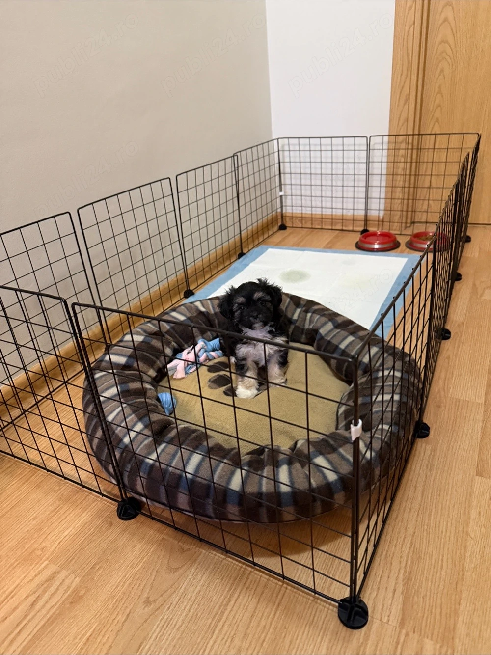 Fetiță Shih Tzu Superbă + Kit Complet (Țarc, Pătuț, Accesorii)   Vaccinată