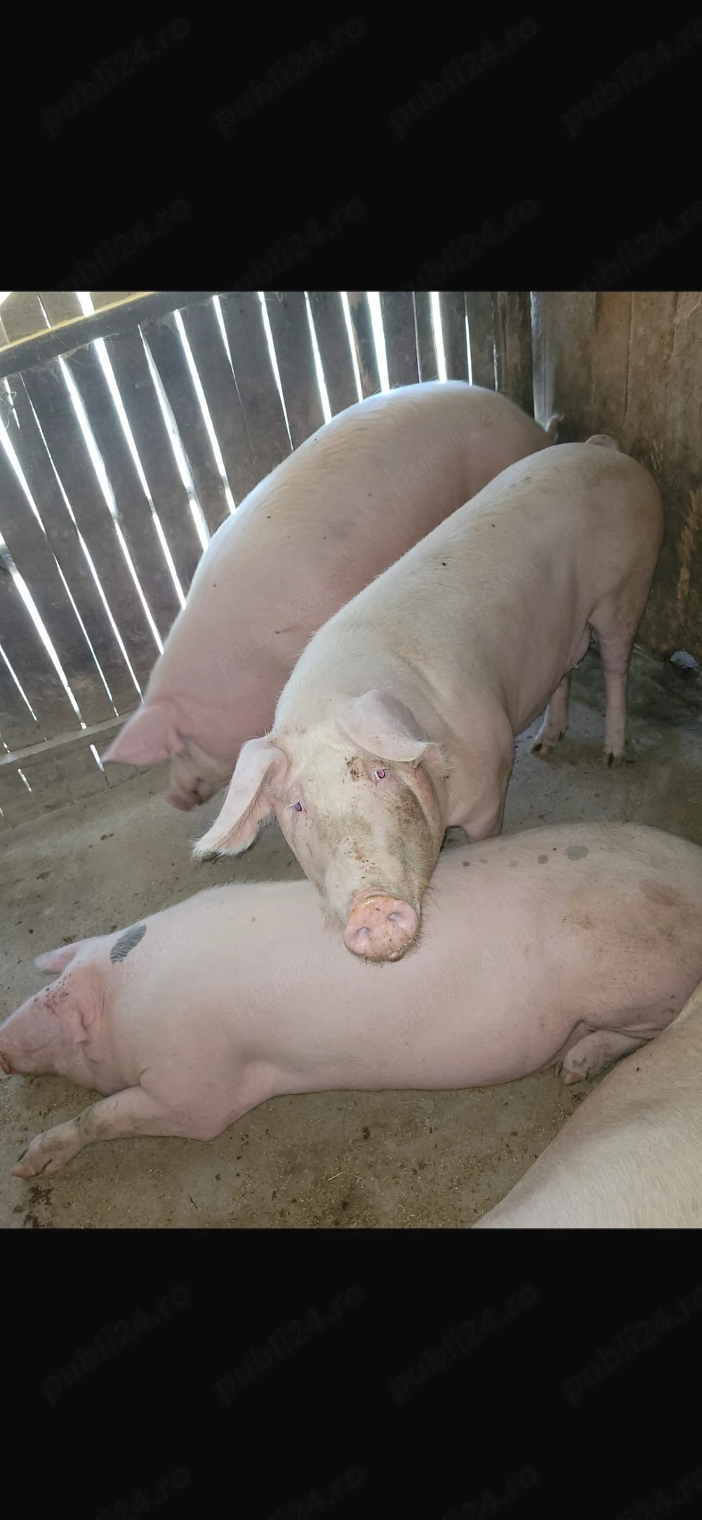 Porci Grostei de vânzare 