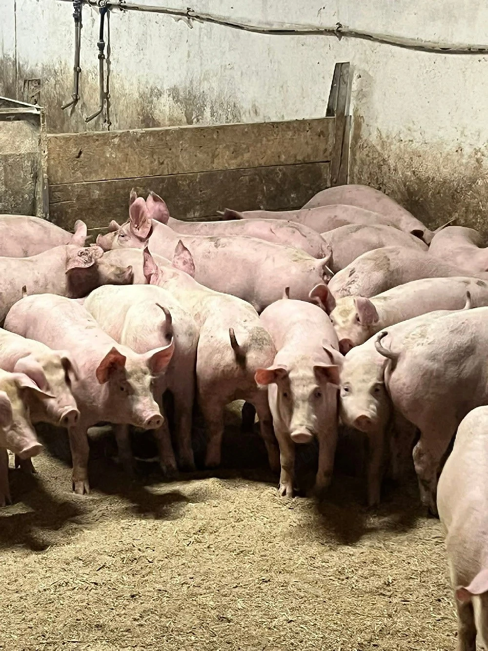 Porci ȘI Godaci RASĂ carne!