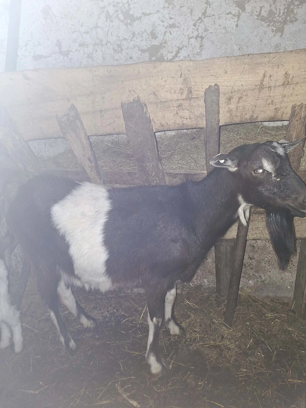 Capră tânără 