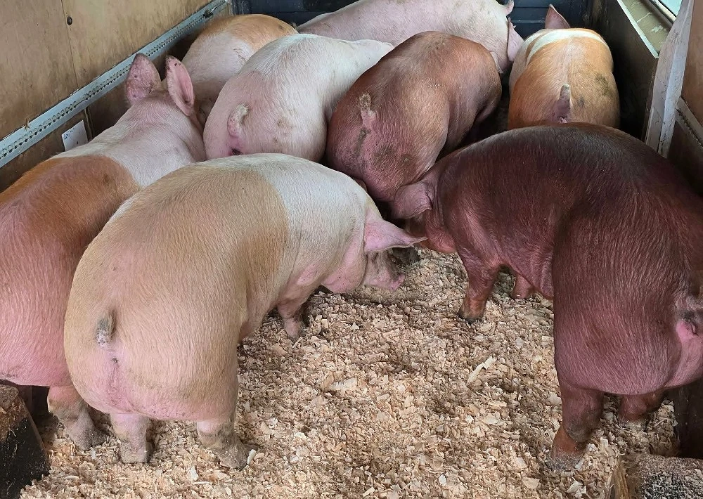 Porci rasă mixtă!