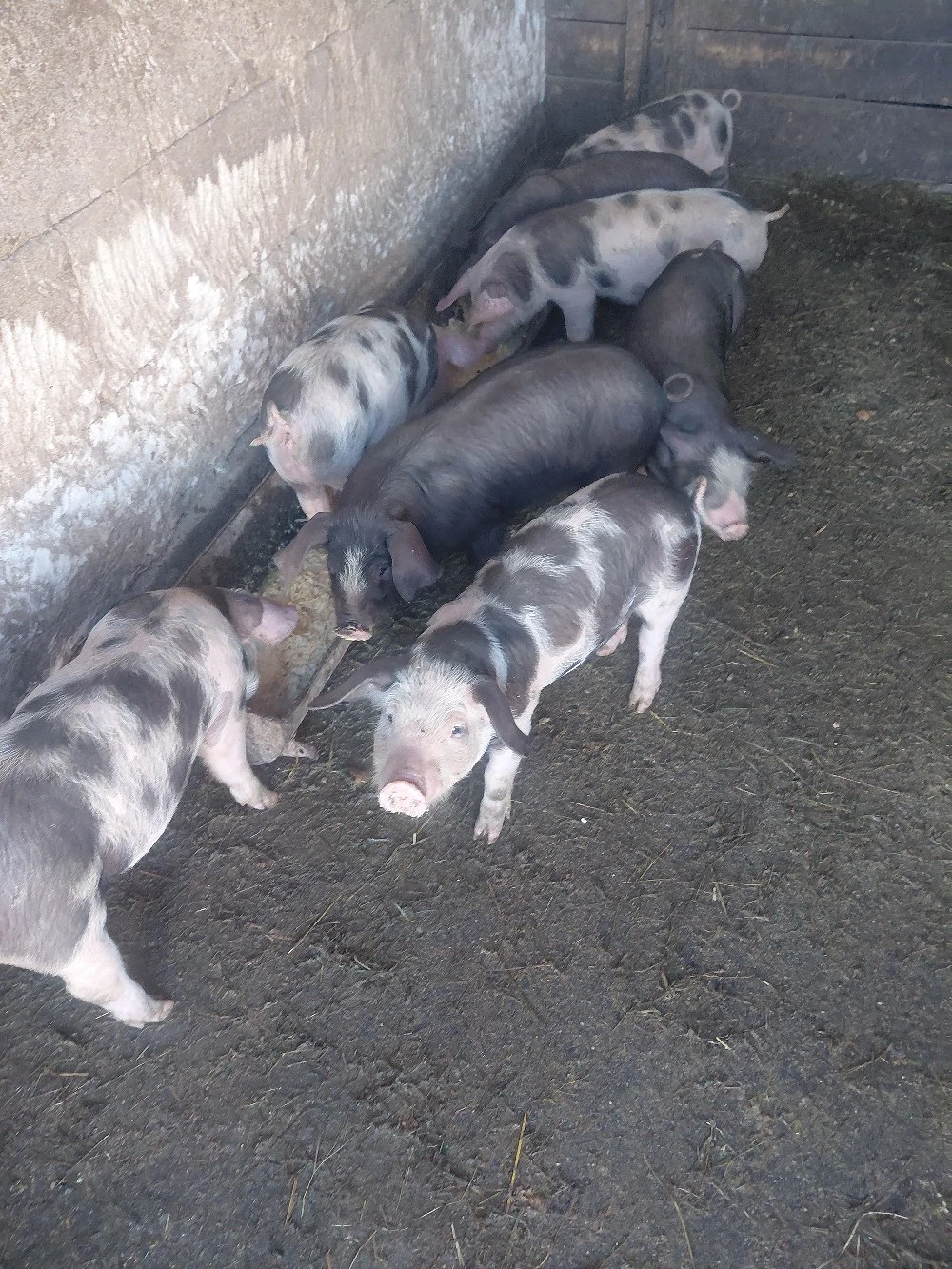 porci de vanzare