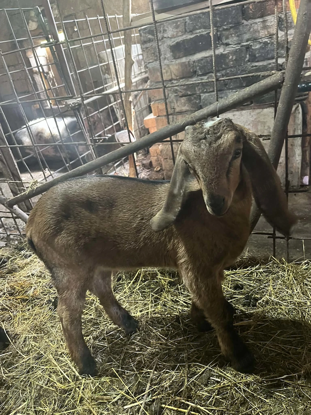2 băieți angolia nubiana