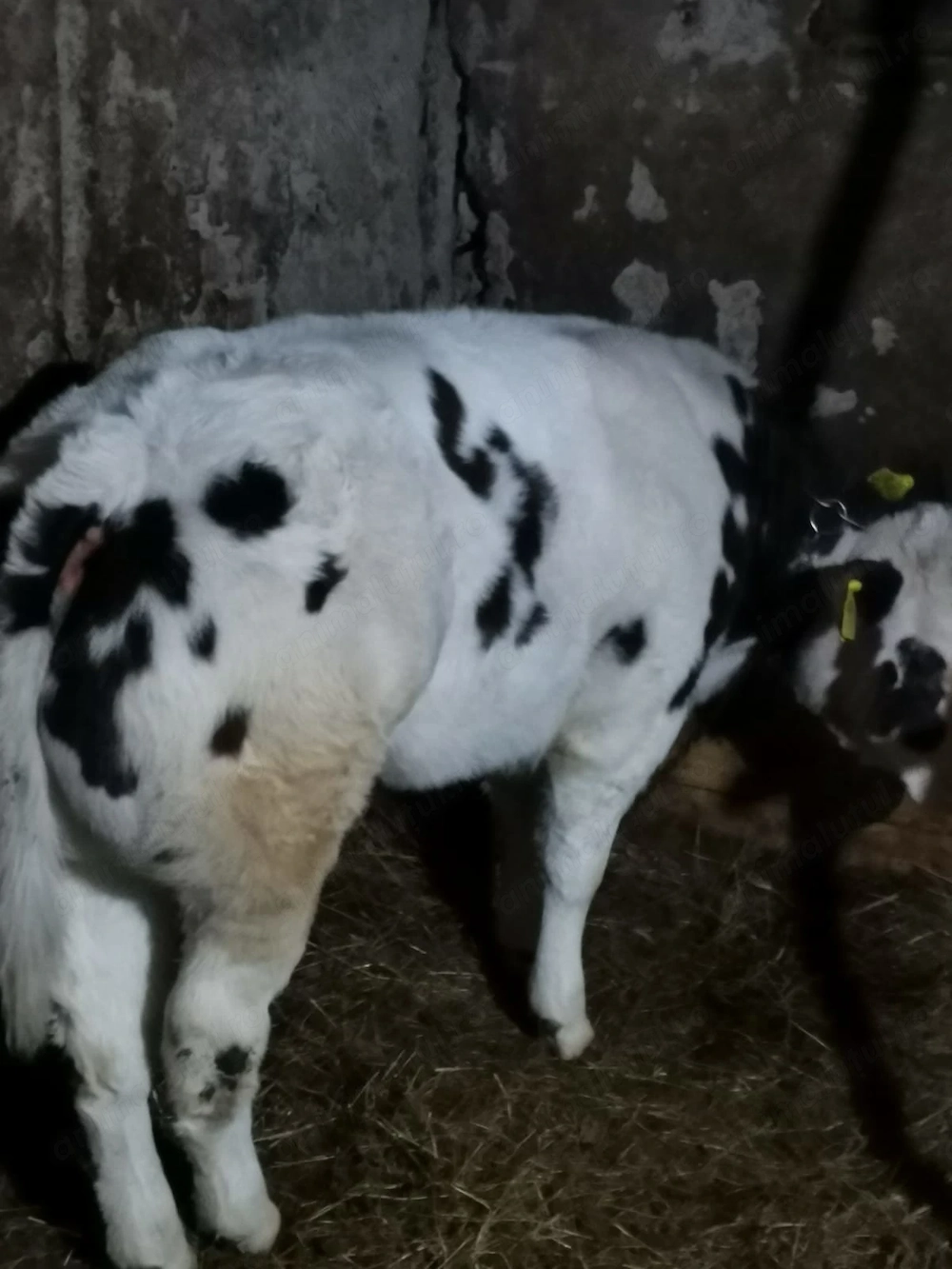 vitea albastru belgian, 4 luni, 170 kg, 6000 lei,