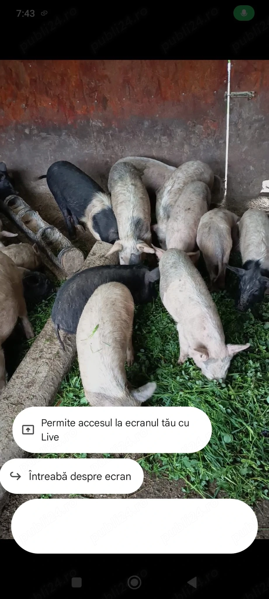 Purcei de vânzare