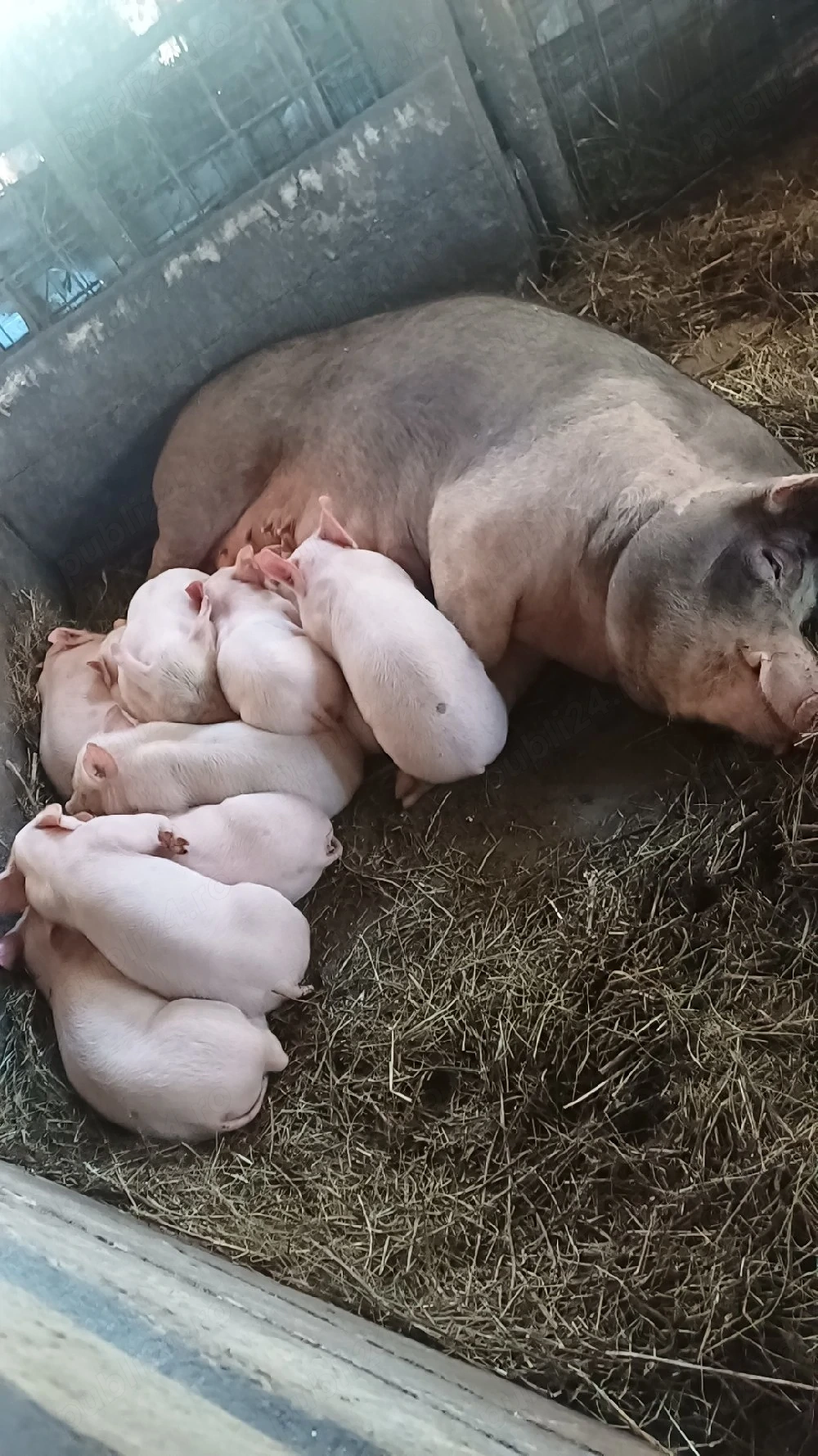 Vand purcea cu 10porci 