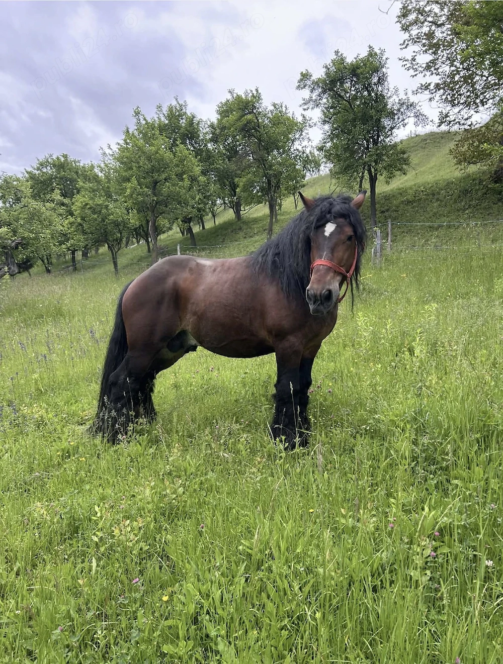 Vând Cal în vârstă de 4 ani 