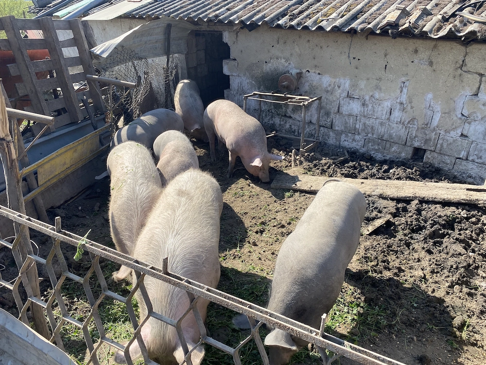 De vânzare porci carne 