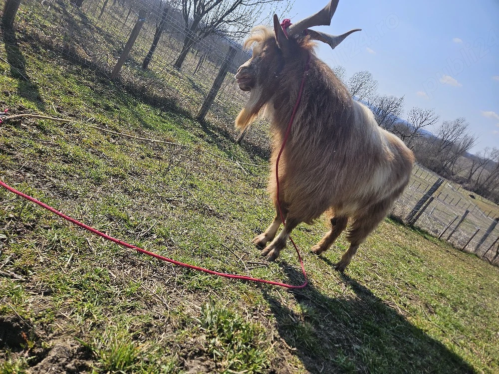vand țap de 2 ani juamtate