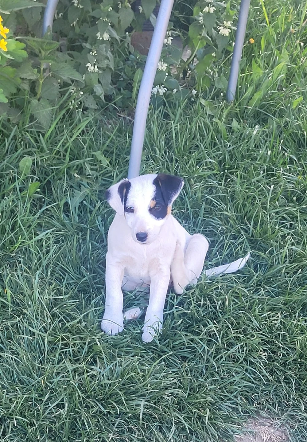 Jack russell terier 