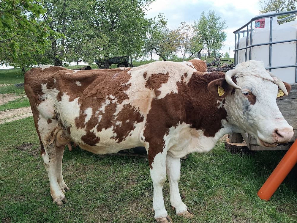 Vând vacă bună de lapte, stă la muls și vițelușă belga de 4 săptămâni 