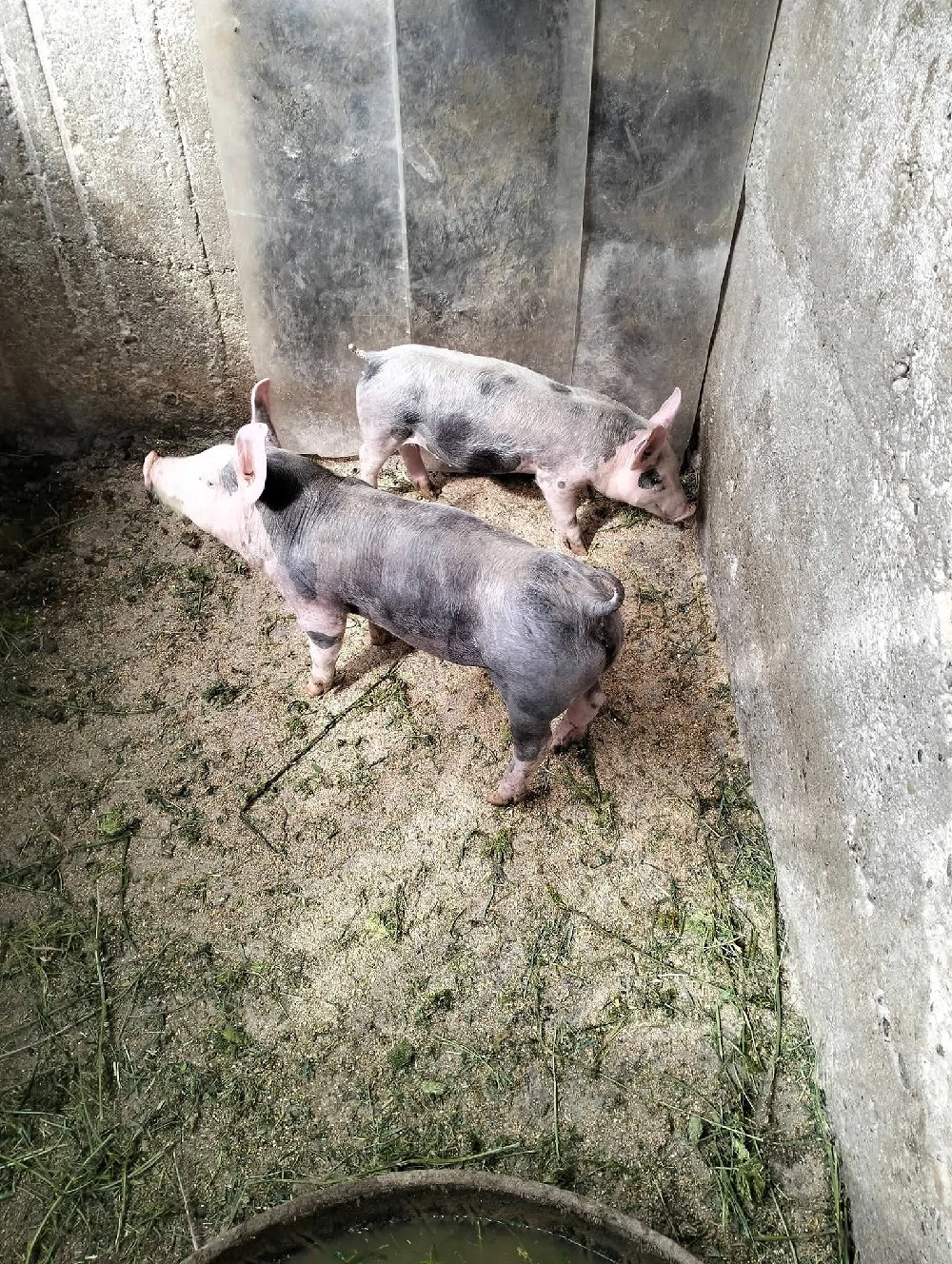 purcei de carne