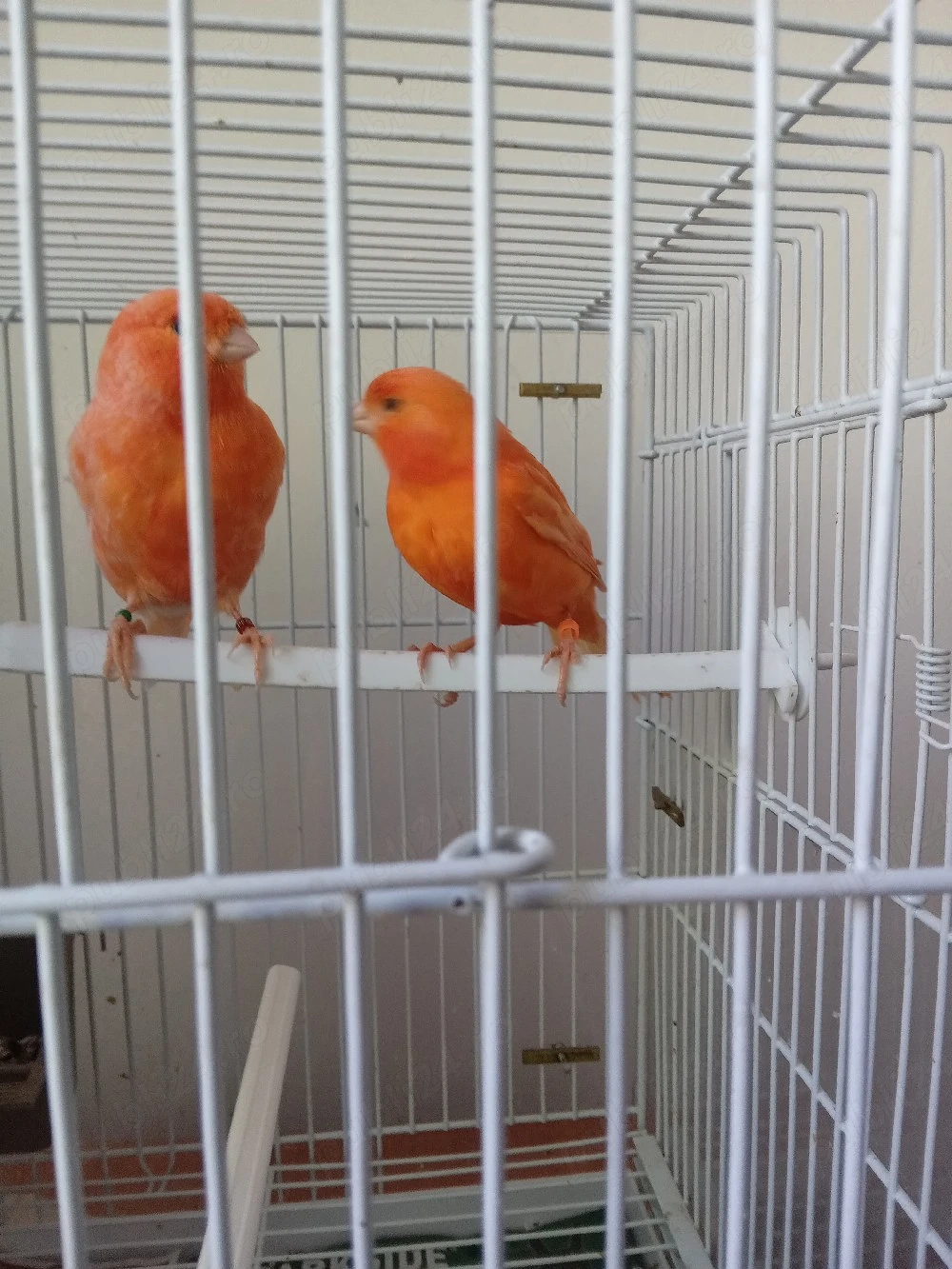 canari de vanzare .