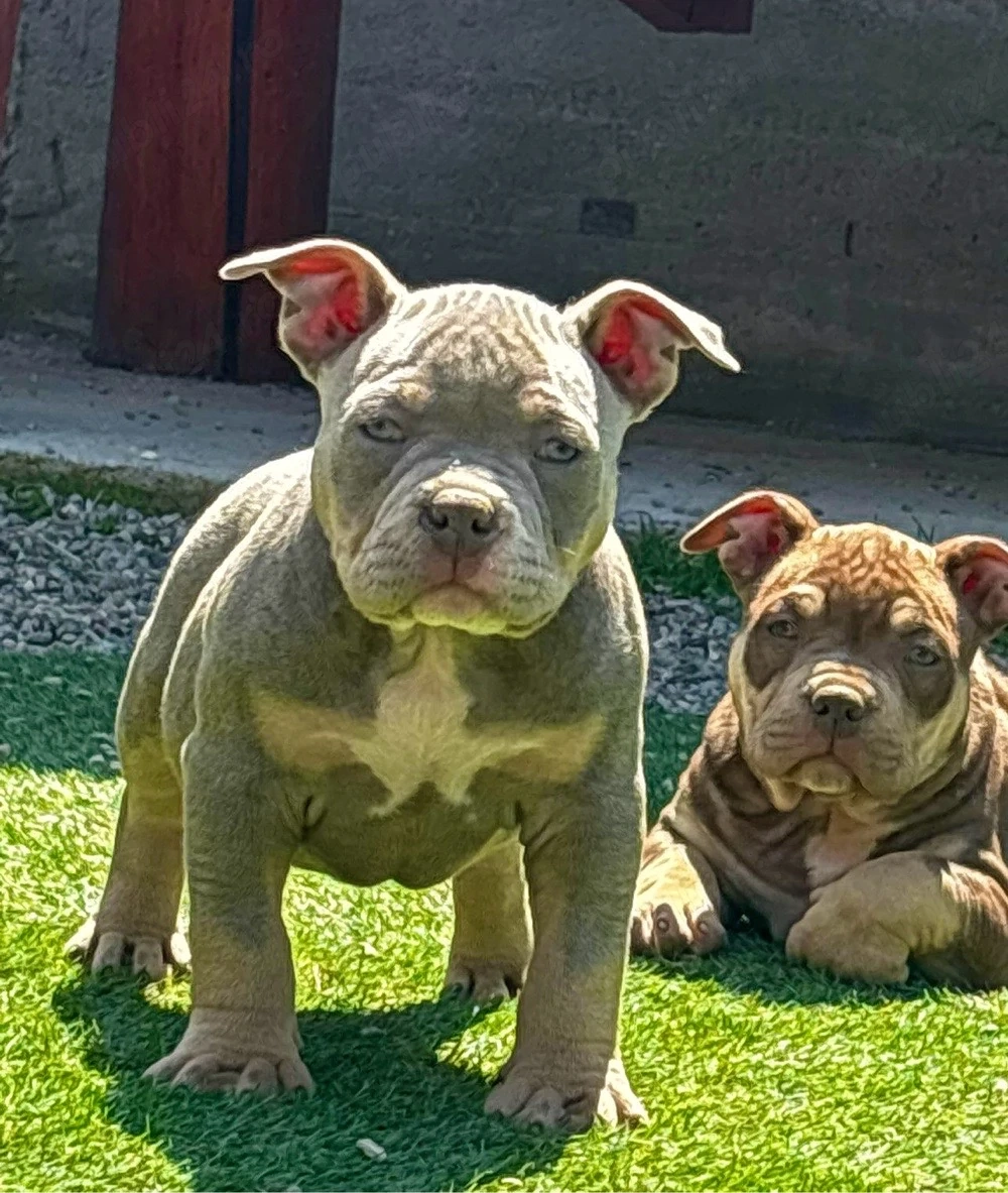 American bully pocket 