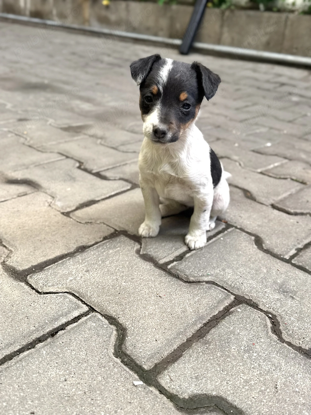 2 pui adorabili de Jack Russell Terrier pitic cu păr scurt 