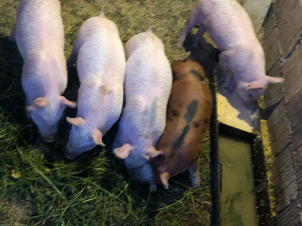 Vând purcei rasa duroc  cu petrean 