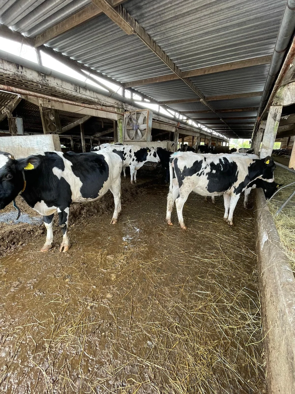 Vindem Juninci Holstein- Gestante