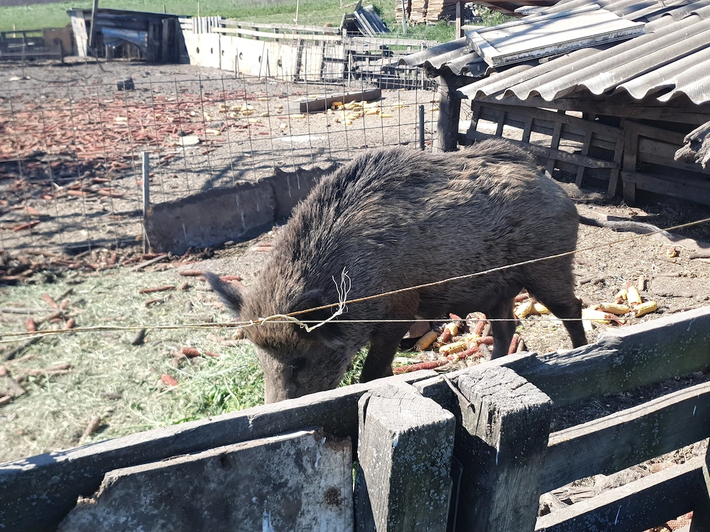 Vind porc mistreți femela