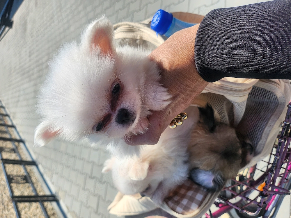 Pomeranian toy