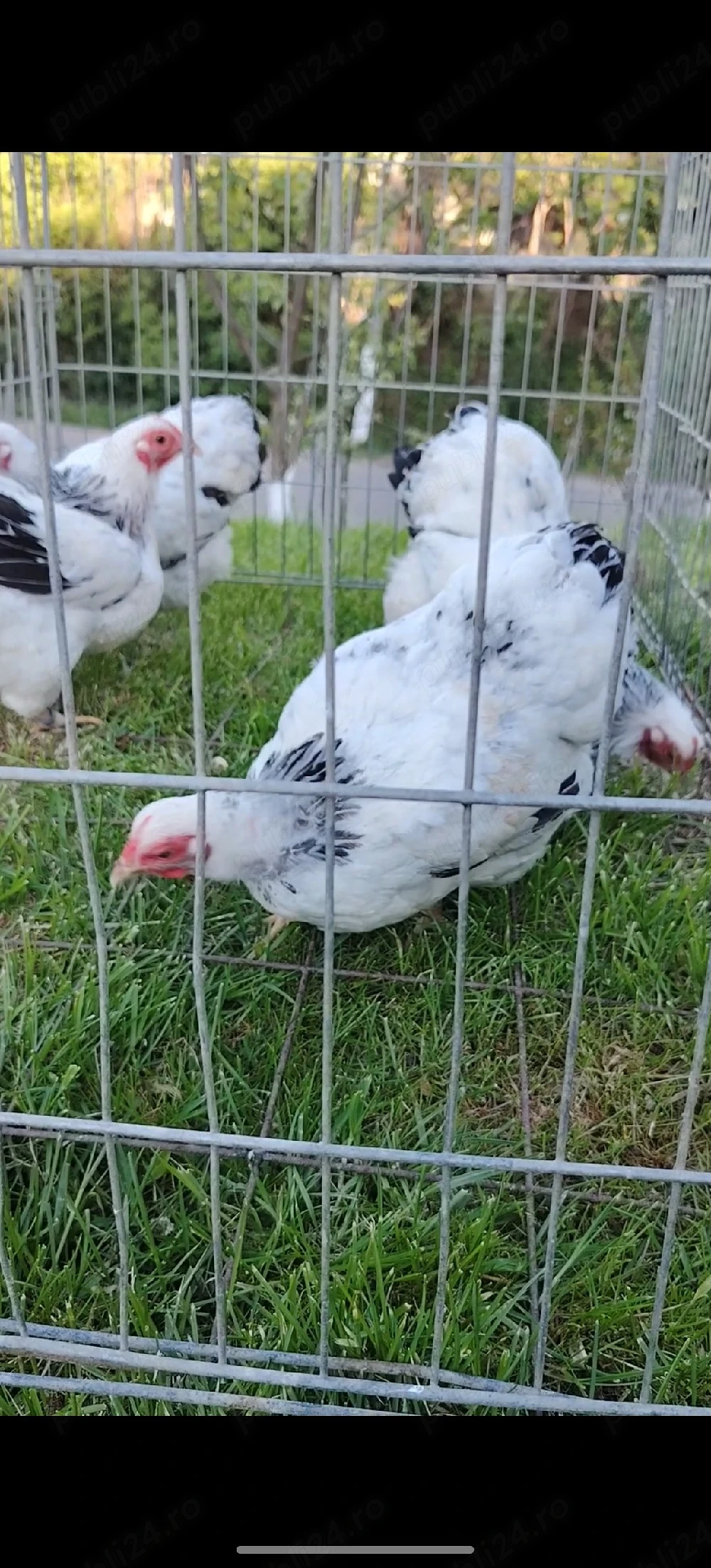 Găini Wiandotte pitic HD 
