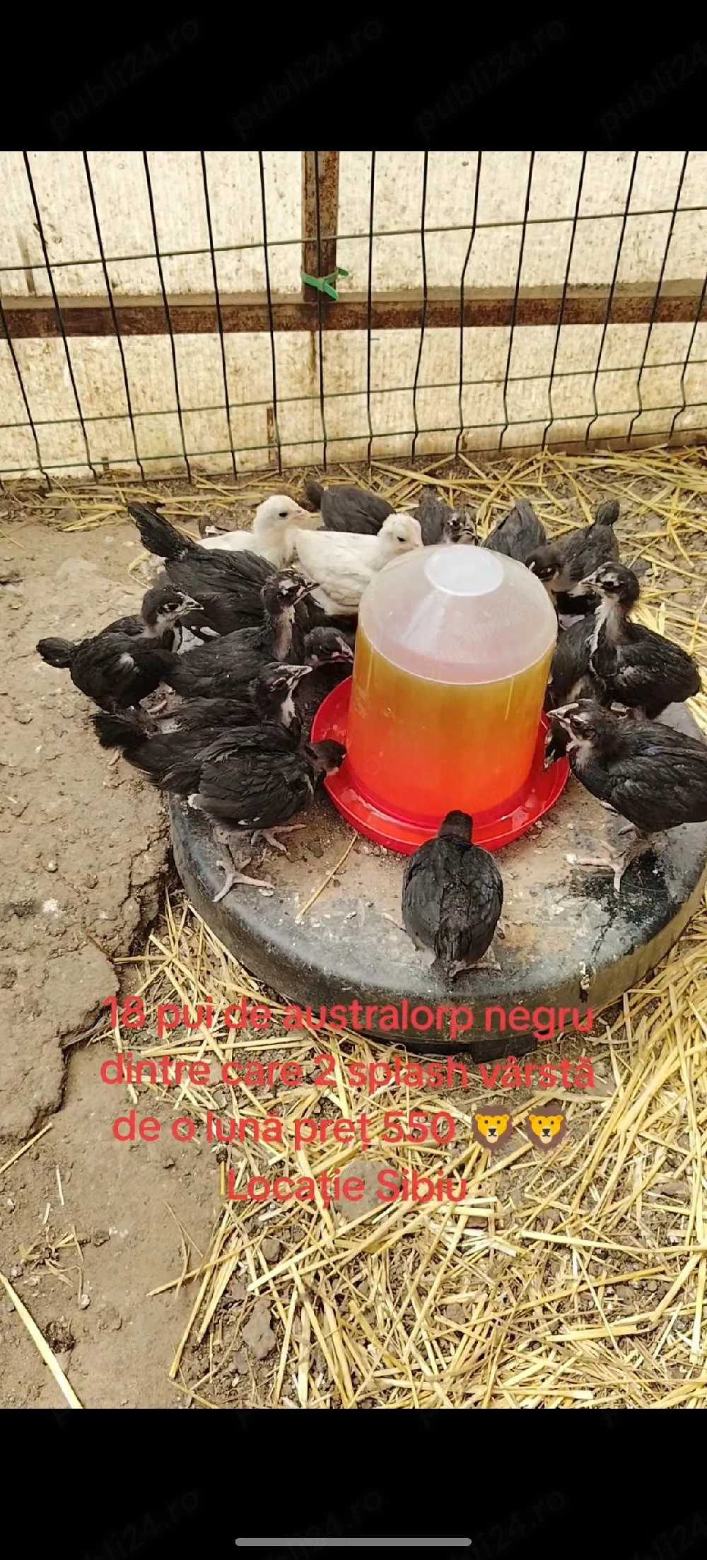 pui de australorp negru si splash 