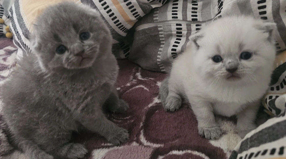 Pisicuțe Scottish Fold