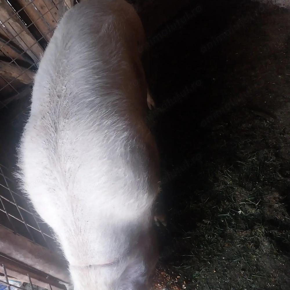 Scroafa pt mezeluri