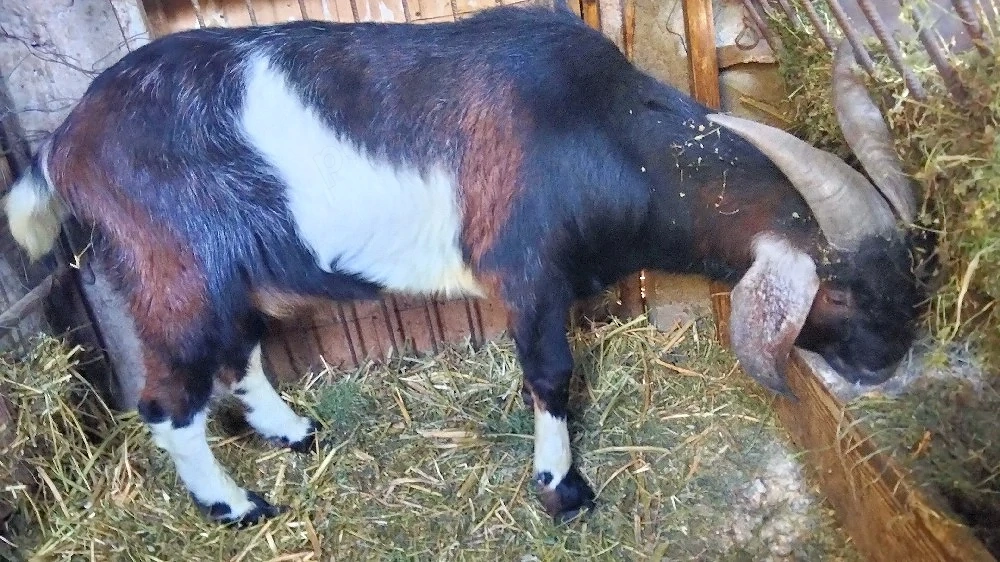 Vând țap anglo-nubian