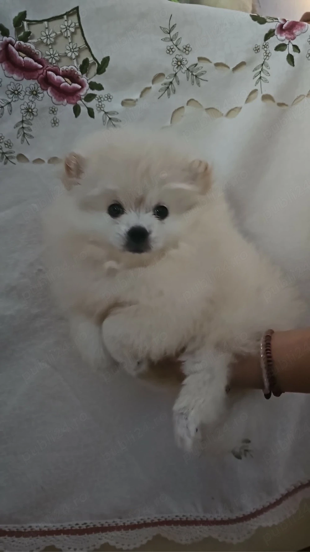 Vând baietel rasa pura pomeranian 