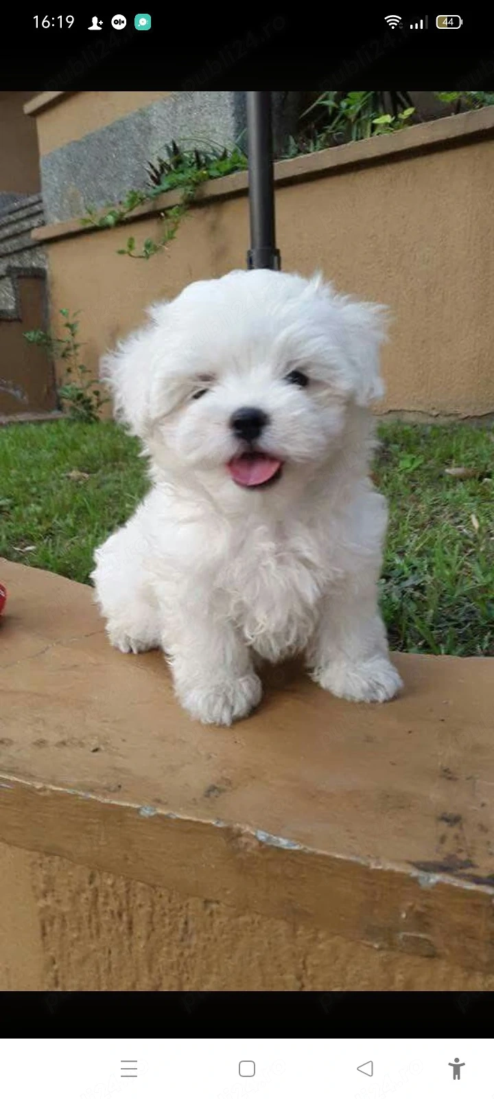 Bichon frize
