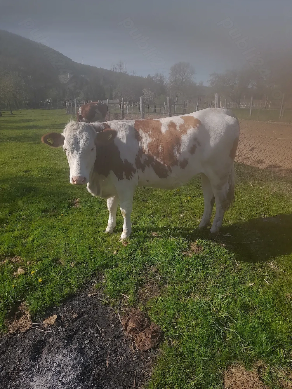 Vănd junincă B.R.                      de 2ani montata
