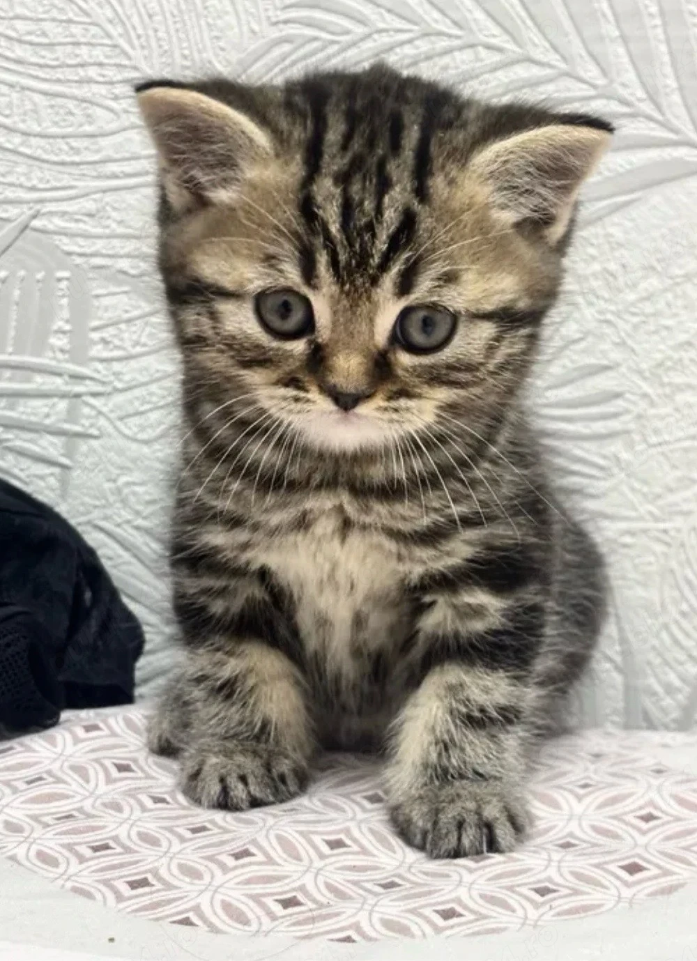British shorthair brown