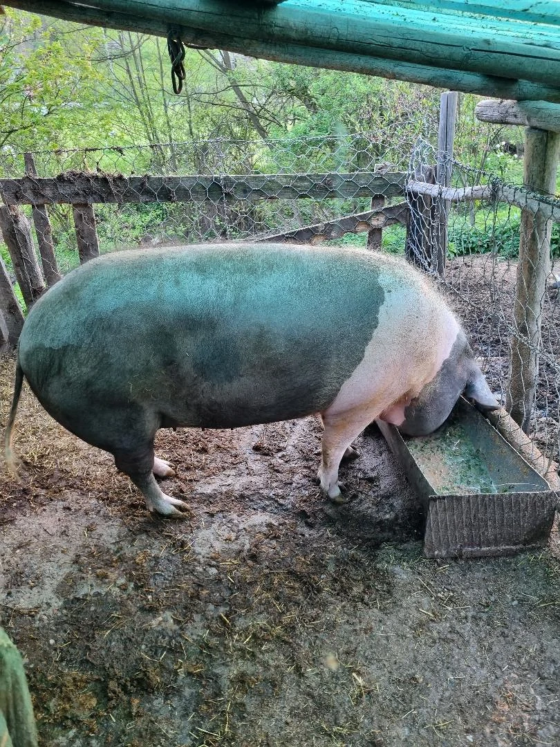 Vand porc crescut la tara cu lapte, porumb si tarate. Greutatea  140 Kg, Pret 12 Ron per kilogram
