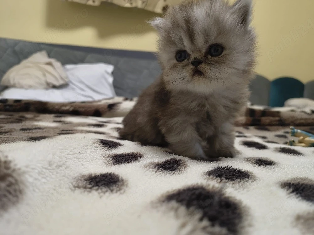 Pisici persane 