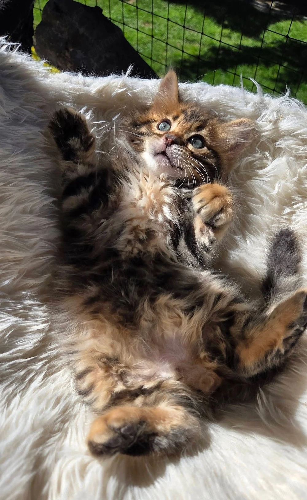 Maine coon puiut mascul 