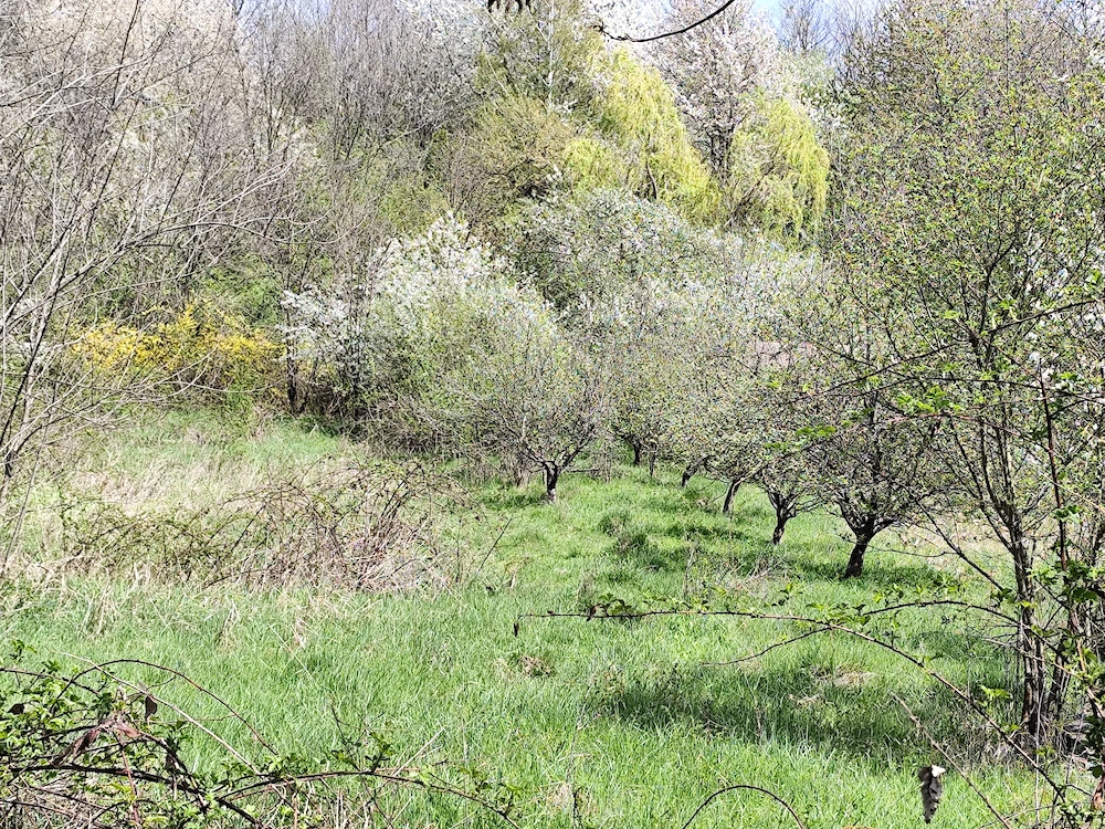 La 4 km de Campina ,in Banesti, teren superb pt casa de vacanta