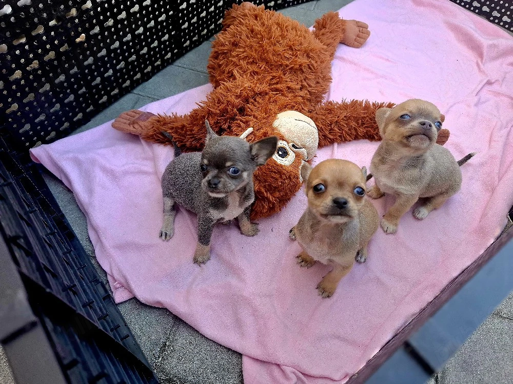 chihuahua mini