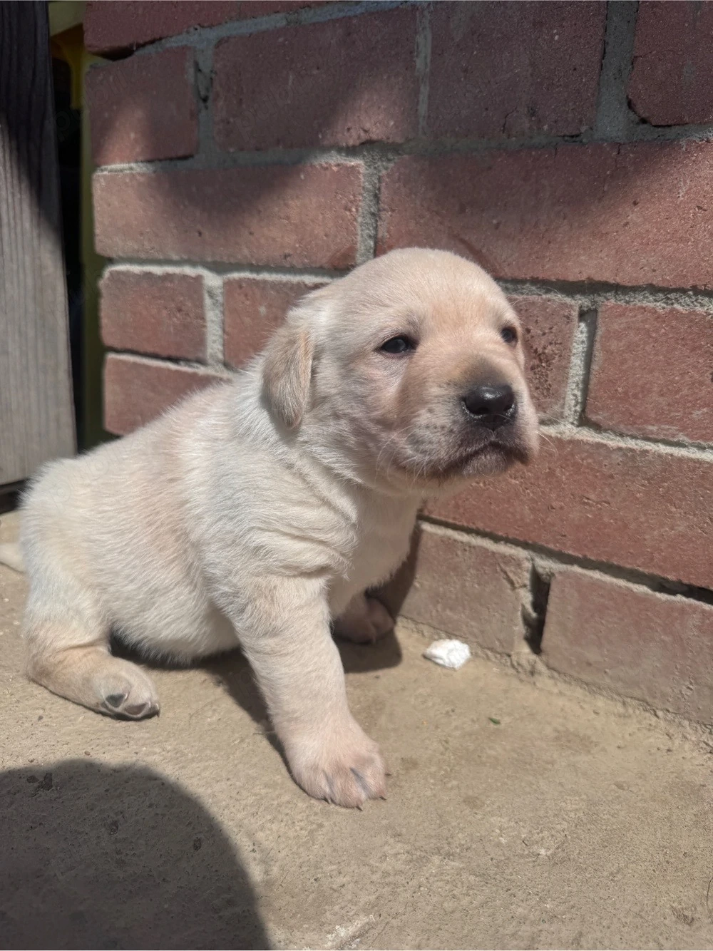 Dau spre adopție cățel metis de labrador