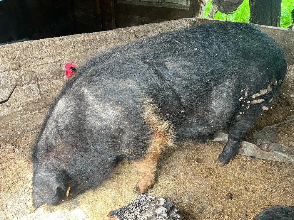 porc bazna 
