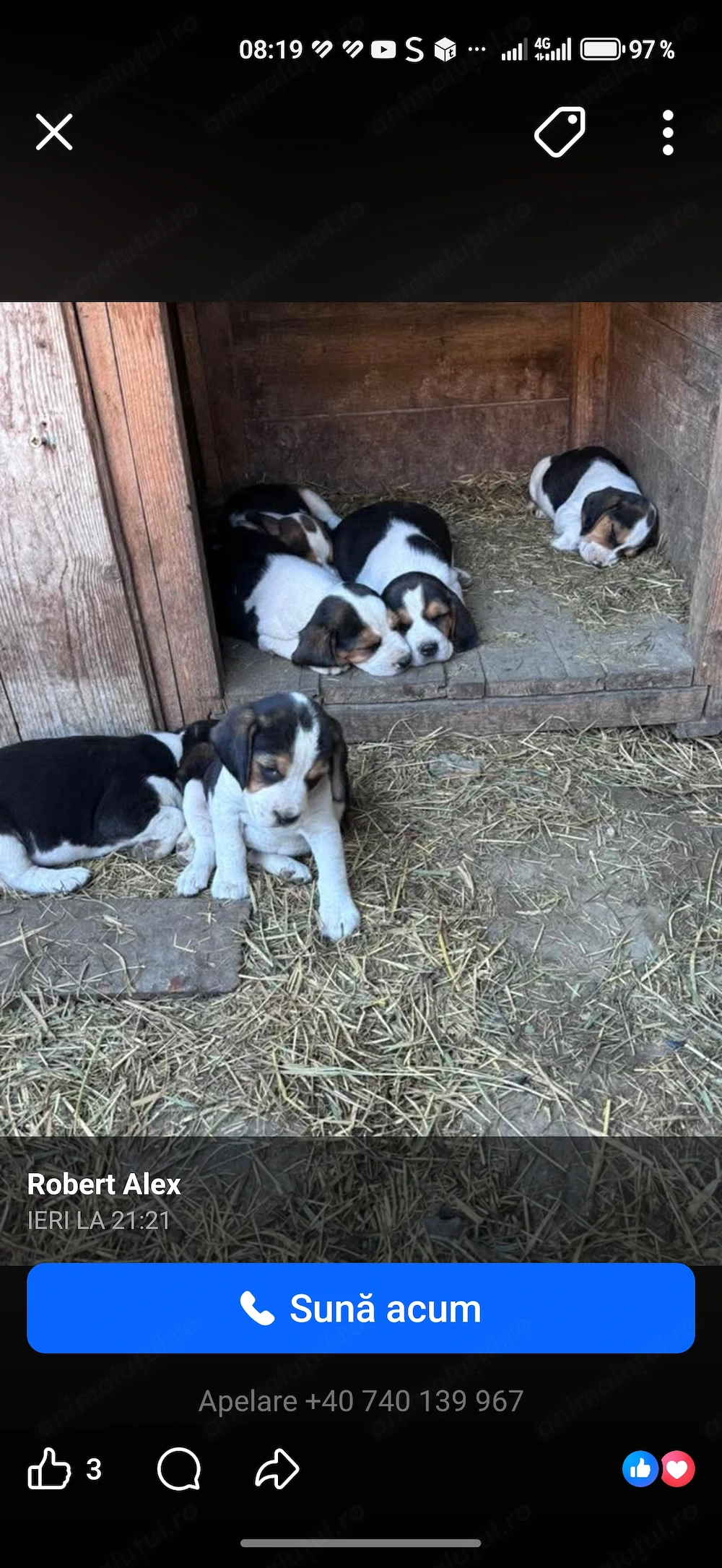 Câini rasa beagle 