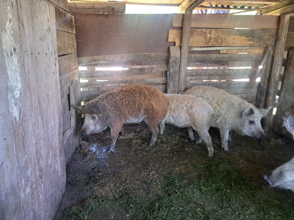 Vând porci Mangalița crescuți natural