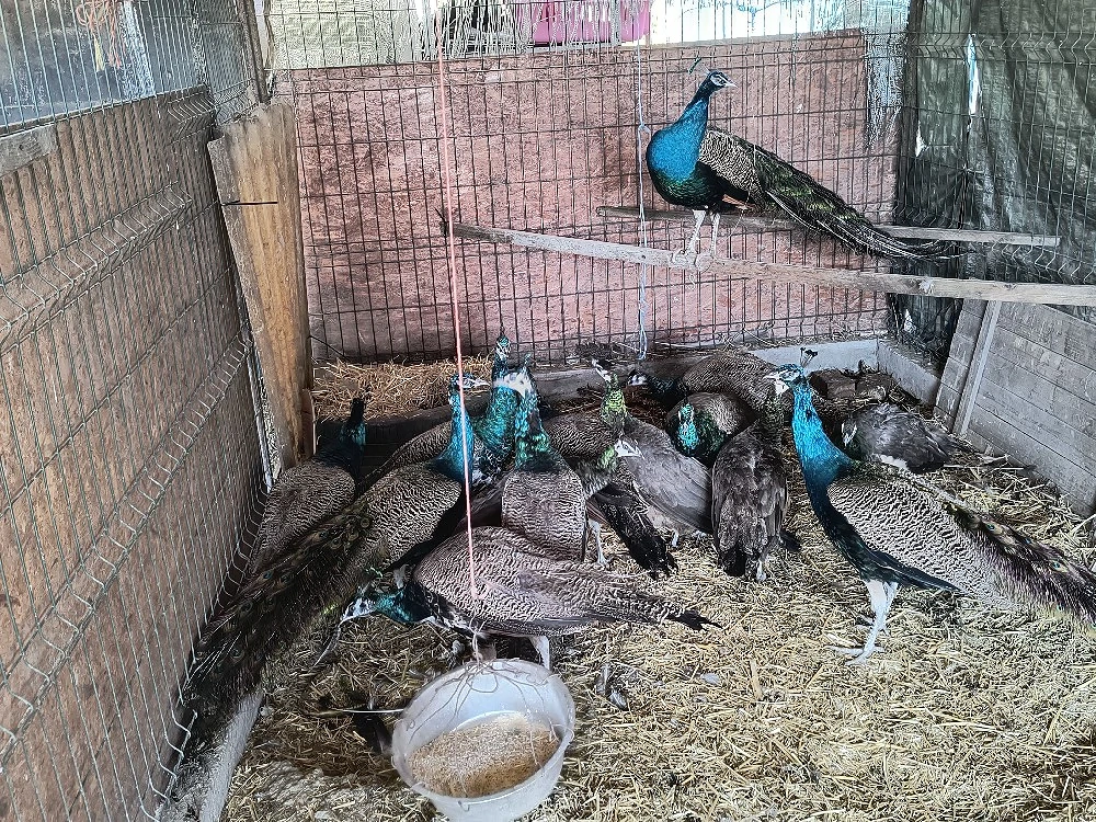 Pauni masculi 2 ani, 1an, femele 1 an