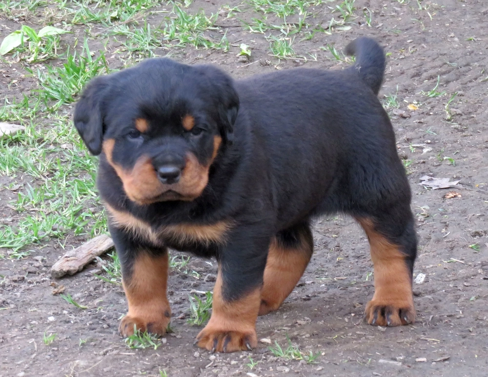 Pui Rottweiler cu pedigree