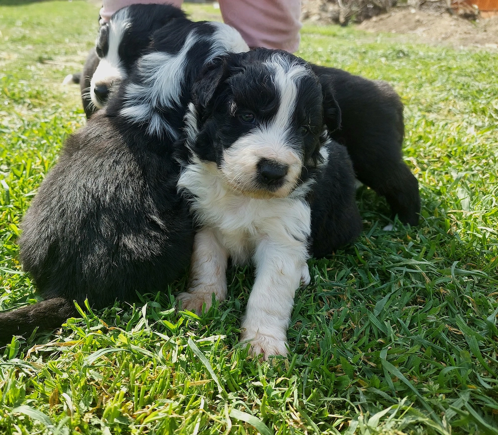 Border Collie de vânzare