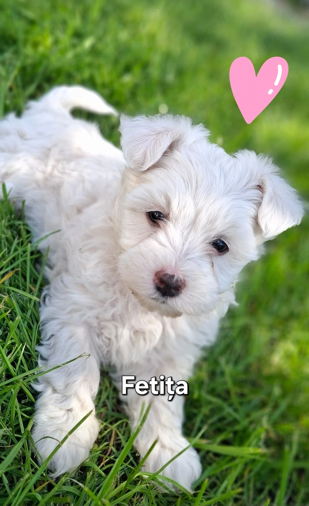 bishonei frumusei