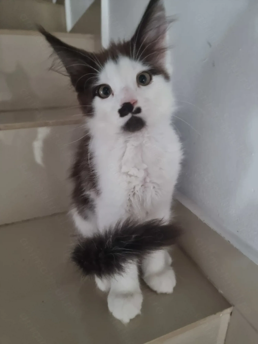 Oferim spre vânzare pui main coon de 2,5 luni,fetițe si băieți din parintii cu pedigree 
