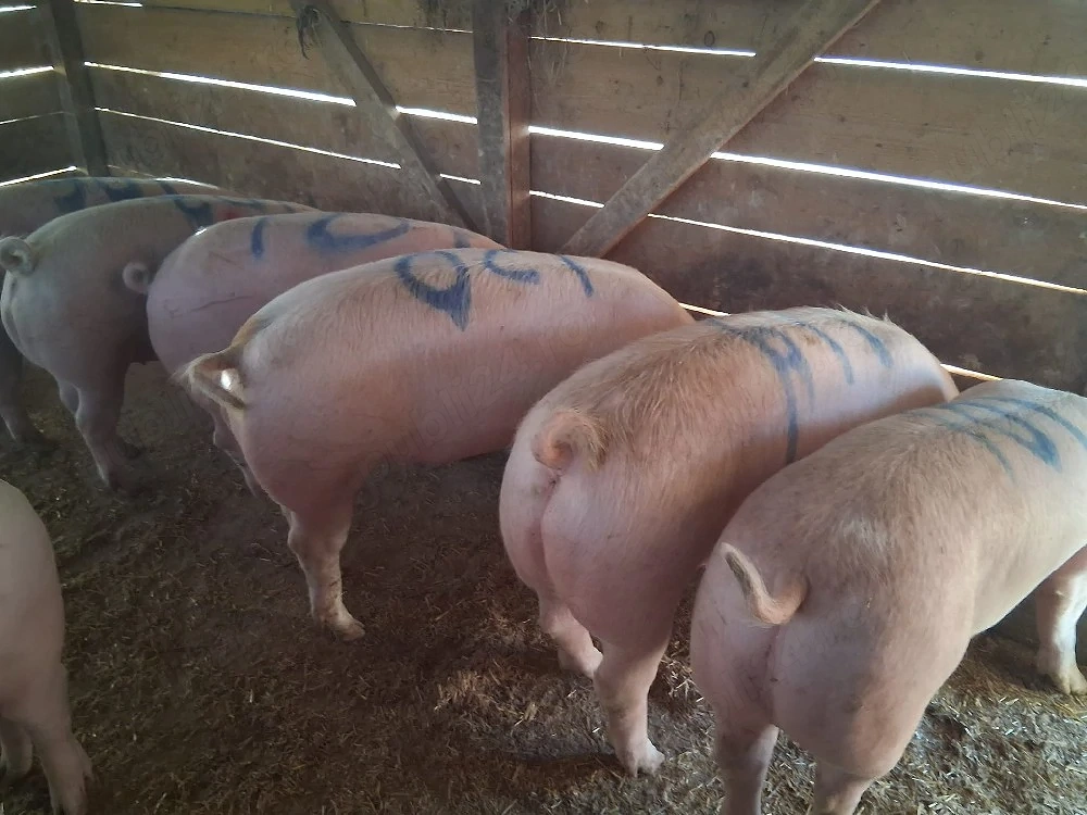vând 8 porci 100-125 kg