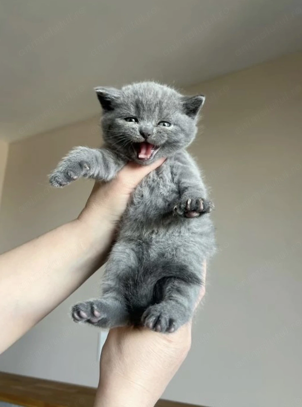 British shorthair fetița și baietel